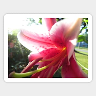 Stargazer Lily Photo Print Sticker